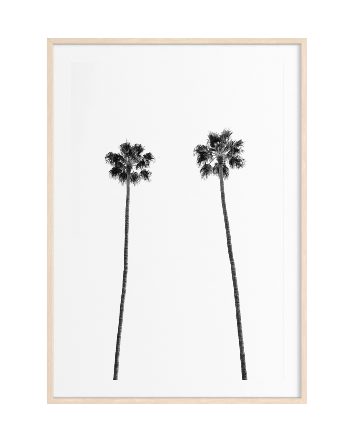 Two tall palm trees stand against a plain white background, photographed in Los Angeles.