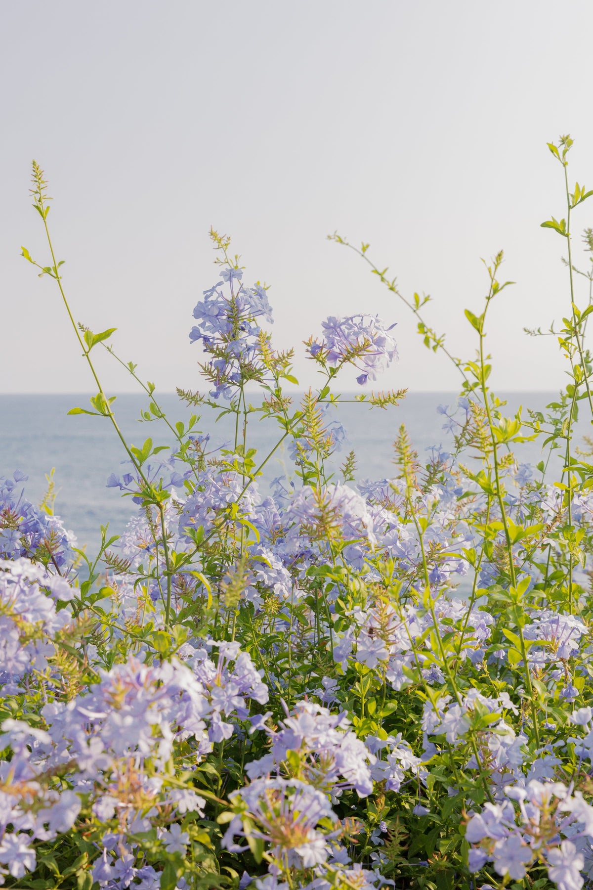 Light purple coastal flowers with green stems swaying by the ocean under a clear sky in Laguna Beach.