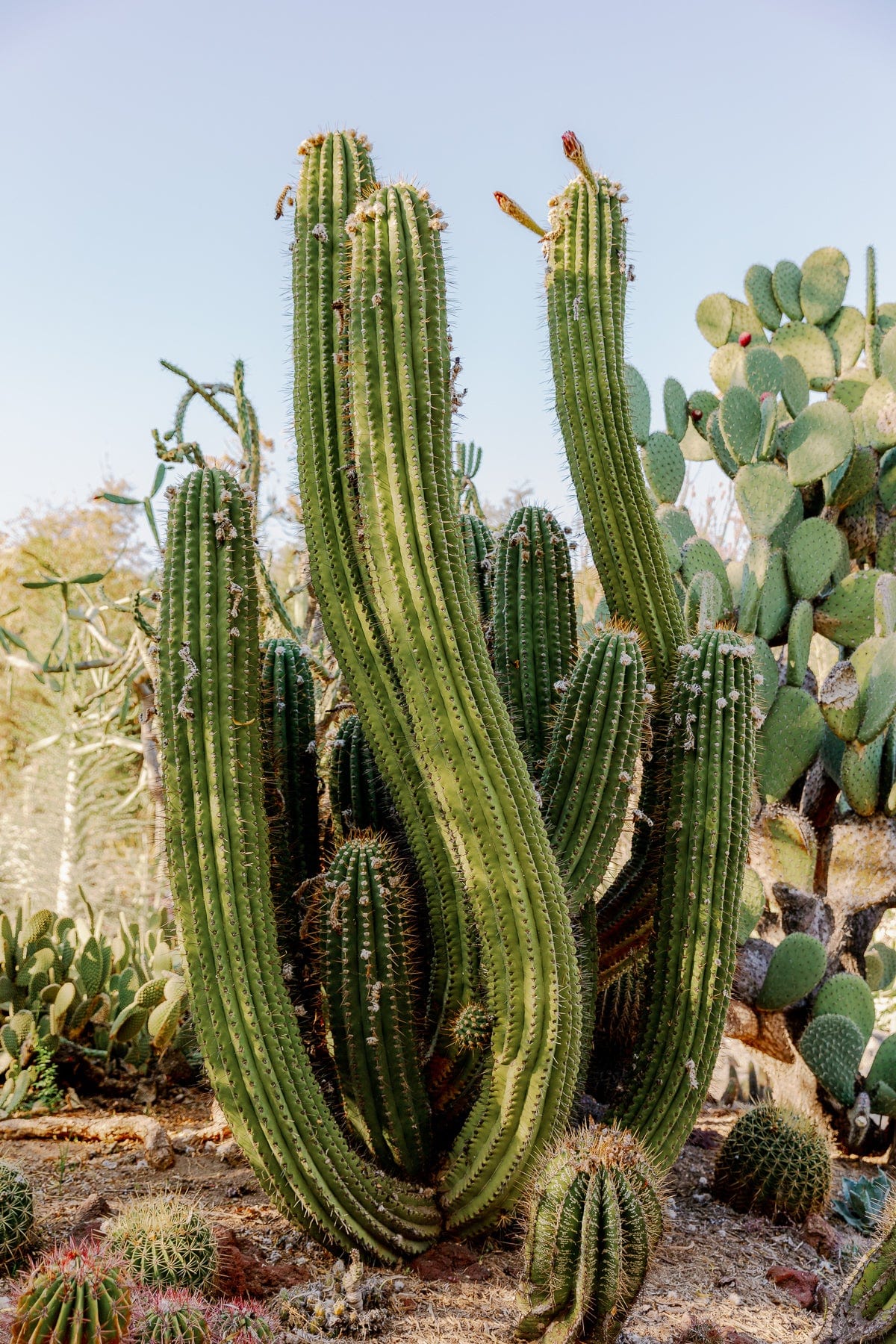 Tall Elephant Cactus with multiple arms in a desert garden under a clear blue sky.