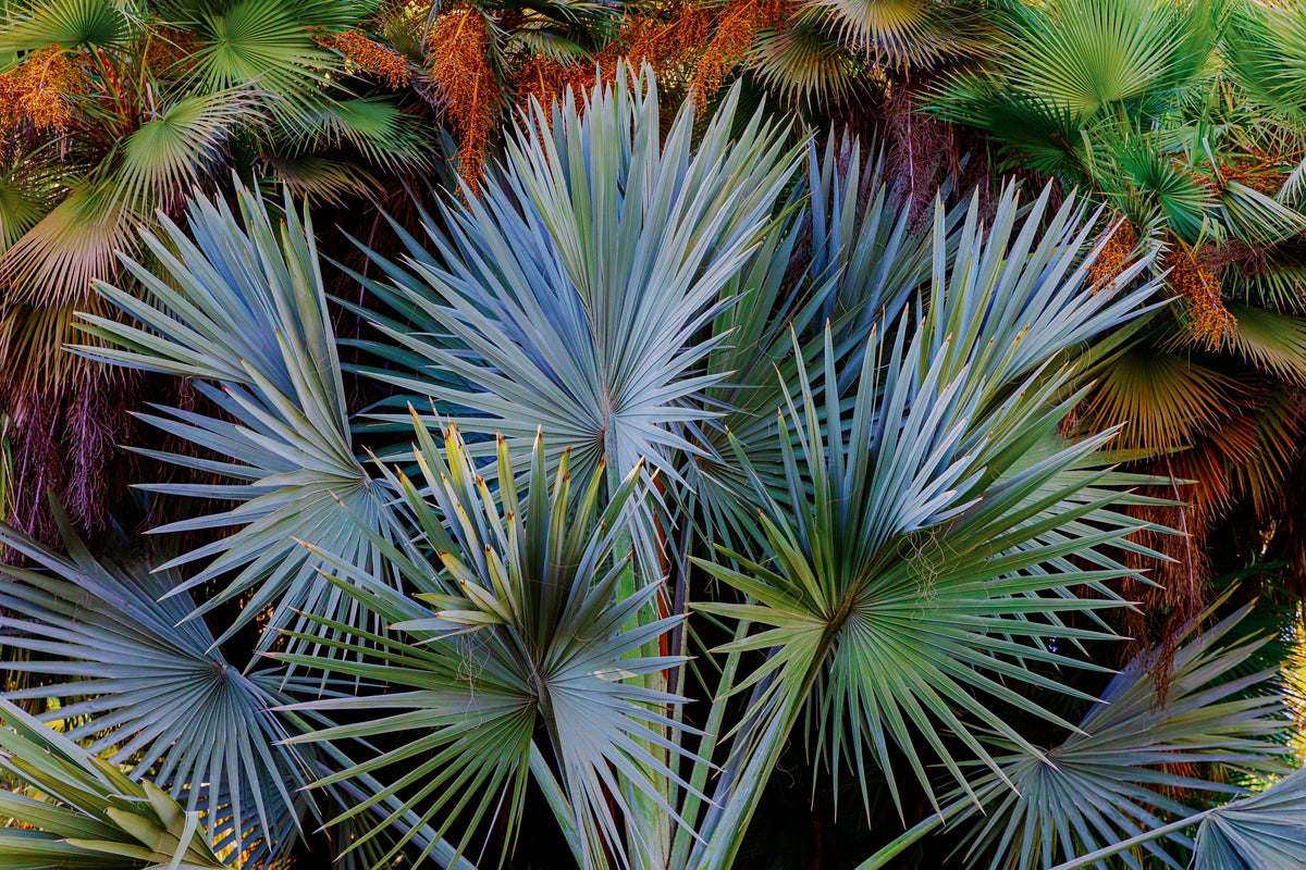 Green and brown fan-shaped Footstool Palm fronds, photographed close up against a plain indoor background.