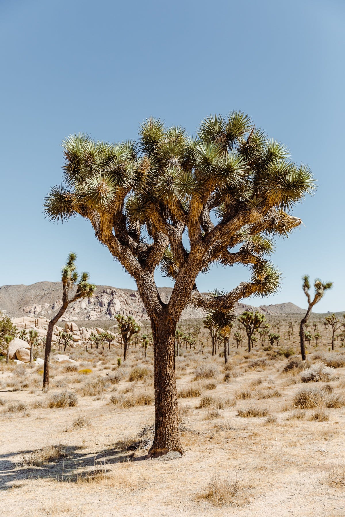A Joshua tree stands in sandy desert with rocky hills and blue sky, photographed near Joshua Tree, California.