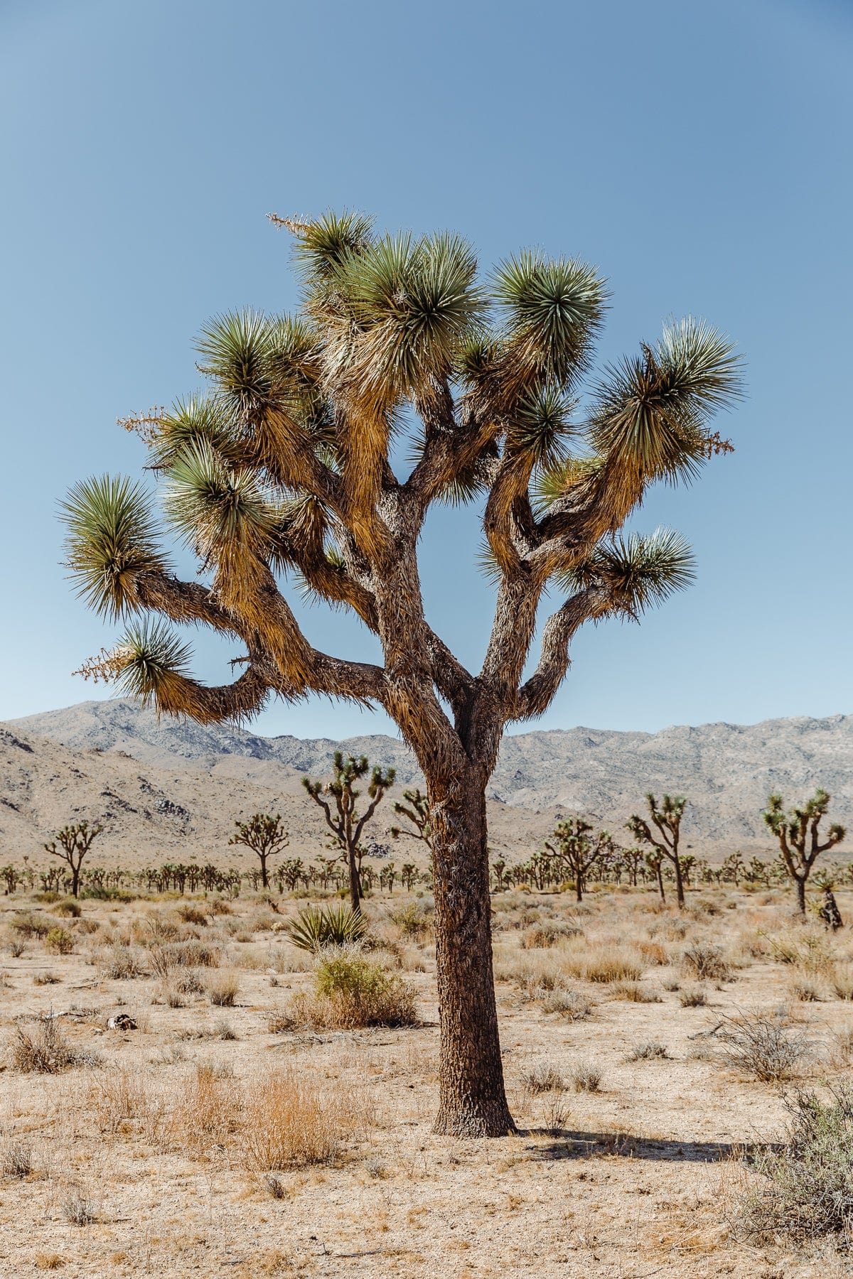 A Joshua tree rises from the desert with mountains in the background, shot in Joshua Tree National Park.