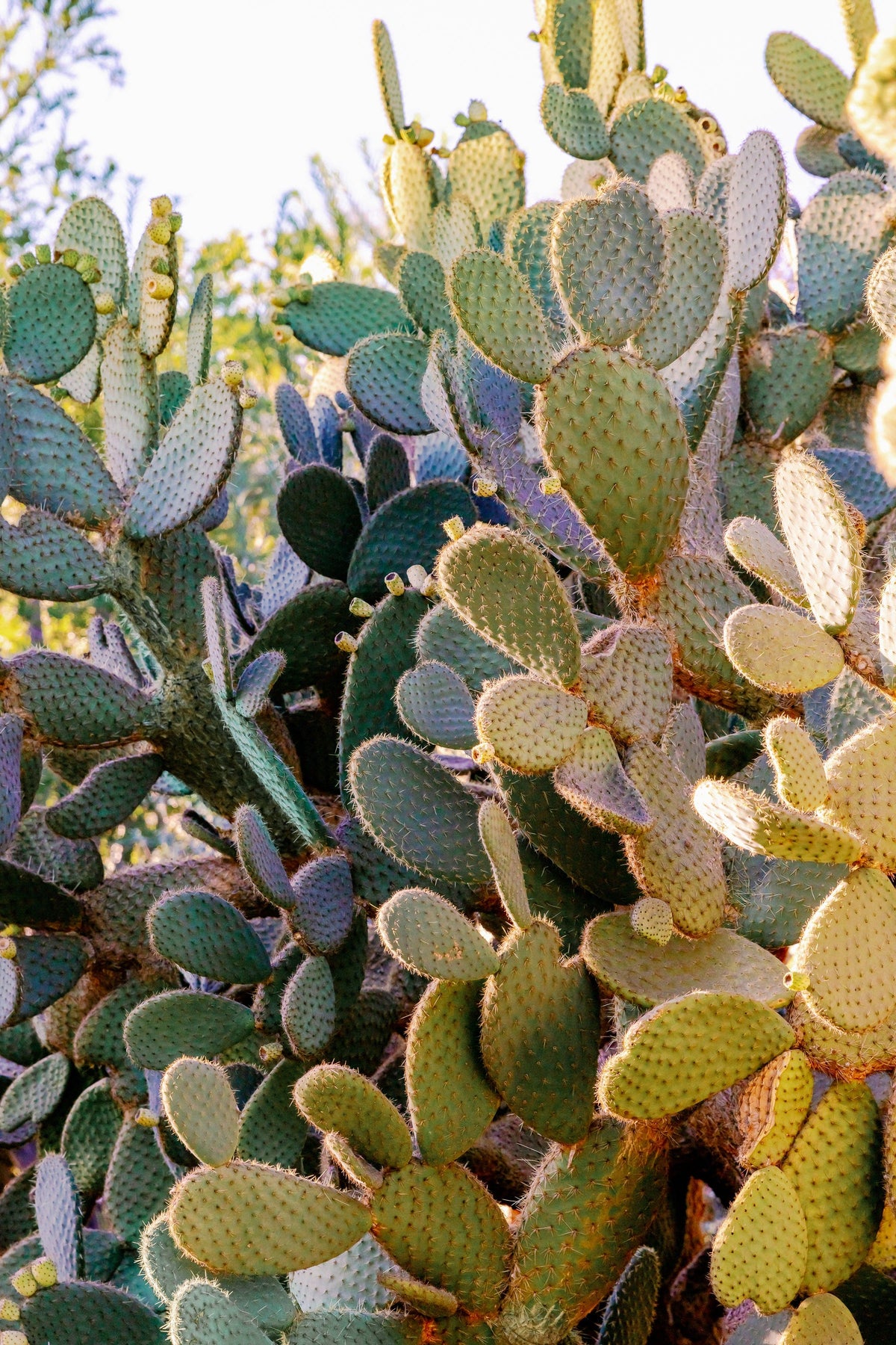 Cluster of green prickly pear pads and blue-green sage leaves in bright sunlight, photographed in Arizona desert.