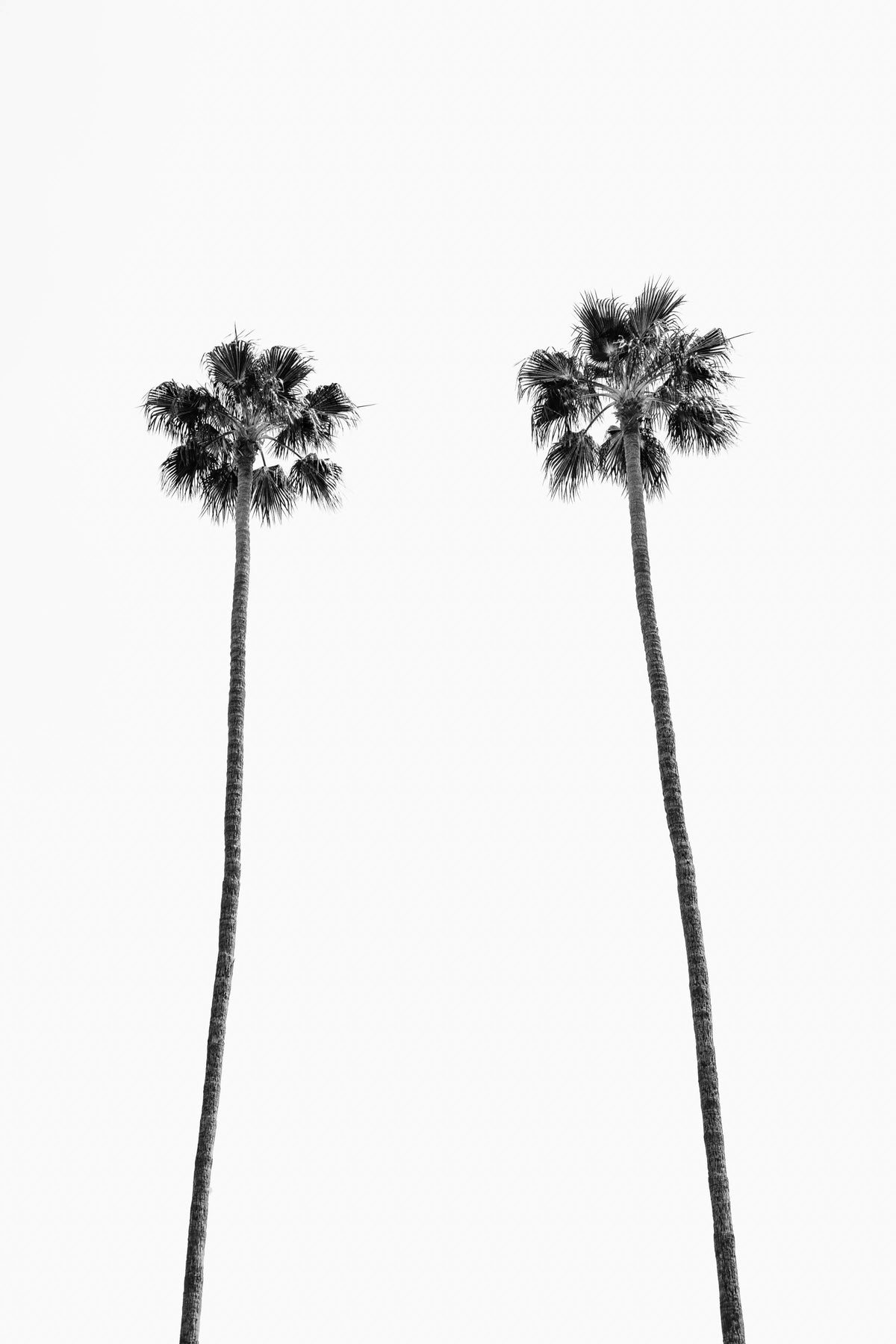 Two tall leafy palm trees against a white background, photographed in Los Angeles.