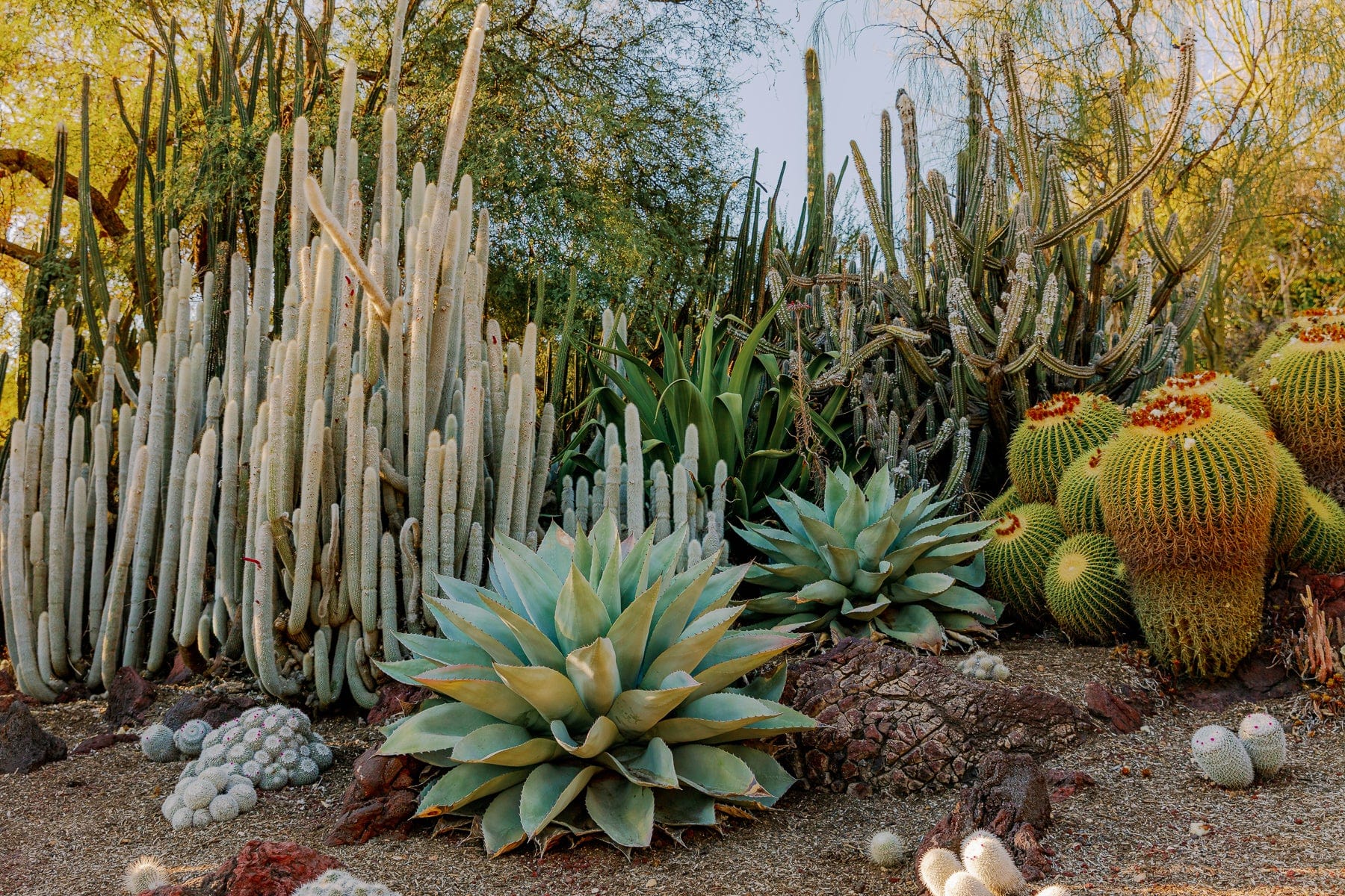 Cactus Garden I – Wayne Ford Studio