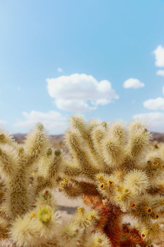 Wayne Ford Studio Photography Print Chola Cactus