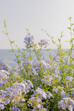 Load image into Gallery viewer, Wayne Ford Studio Photography Print Coastal Flowers
