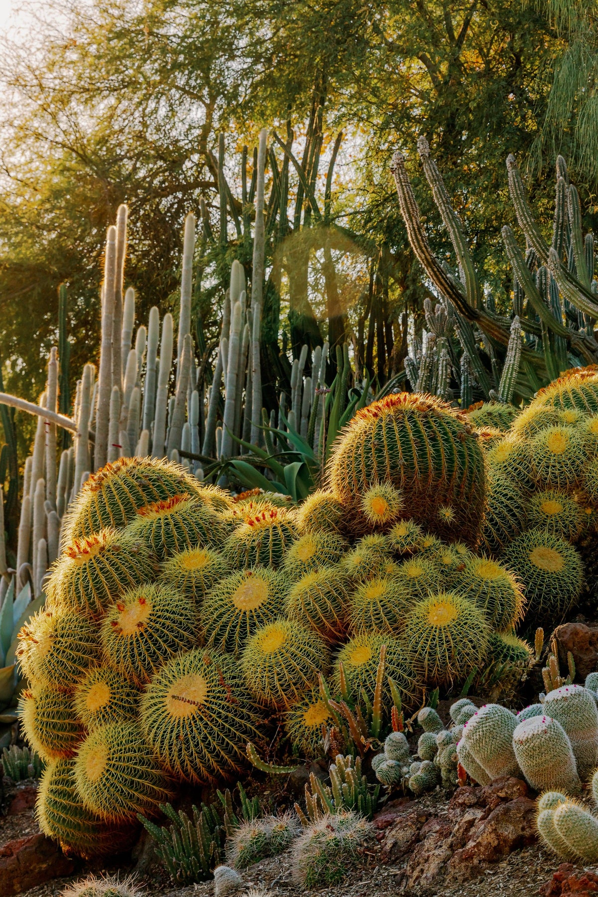 BOTANICAL