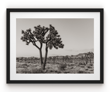 Load image into Gallery viewer, Wayne Ford Studio Photography Print Joshua Tree Black &amp; White
