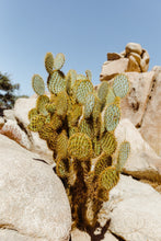Load image into Gallery viewer, Wayne Ford Studio Photography Print Joshua Tree Cactus
