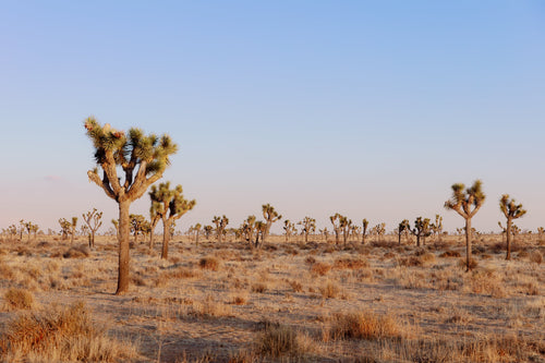 Wayne Ford Studio Photography Print Joshua Tree Evening