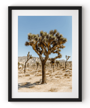 Load image into Gallery viewer, Wayne Ford Studio Photography Print Joshua Tree I
