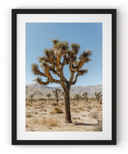 Load image into Gallery viewer, Wayne Ford Studio Photography Print Joshua Tree III
