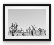 Load image into Gallery viewer, Wayne Ford Studio Photography Print Joshua Tree Minimal II
