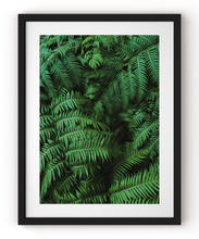 Load image into Gallery viewer, Wayne Ford Studio Photography Print Lush Ferns
