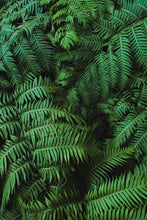 Load image into Gallery viewer, Wayne Ford Studio Photography Print Lush Ferns
