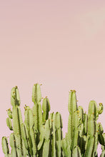 Load image into Gallery viewer, Wayne Ford Studio Photography Print Minimal Cactus I
