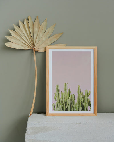 Wayne Ford Studio Photography Print Minimal Cactus I