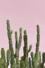 Load image into Gallery viewer, Wayne Ford Studio Photography Print Minimal Cactus II
