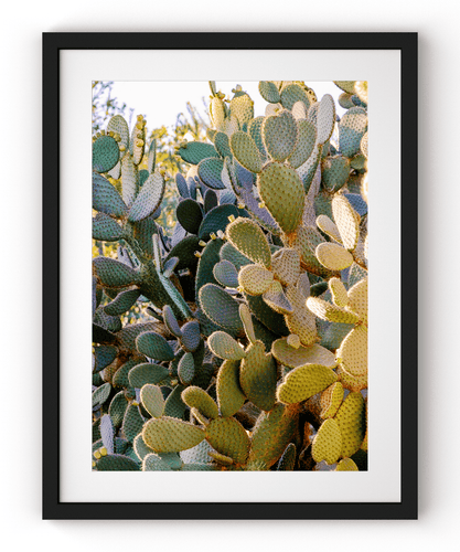 Wayne Ford Studio Photography Print Prickly Pear I