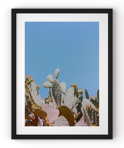 Wayne Ford Studio Photography Print Prickly Pear II