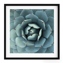 Load image into Gallery viewer, Wayne Ford Studio Photography Print Succulent Square
